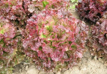 ARS Releases New Leaf Lettuce Breeding Lines Image